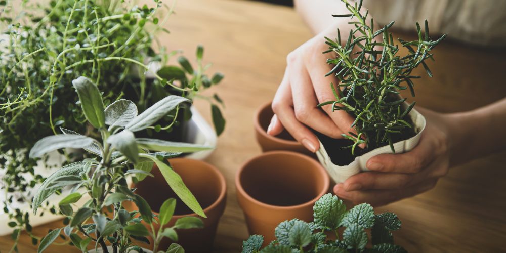 The Benefits of Herb Gardening