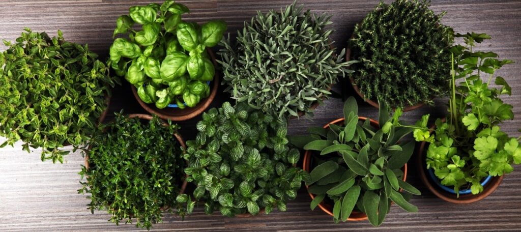 Setting Up Your Herb Garden