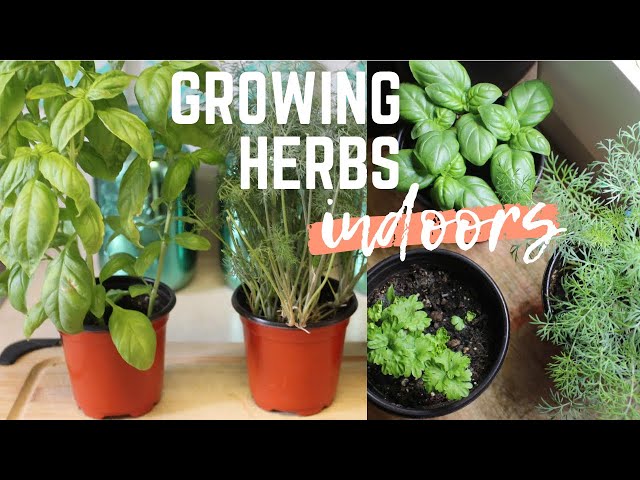 Herb Gardening: Cultivating Your Own Fresh Flavors and Aromas